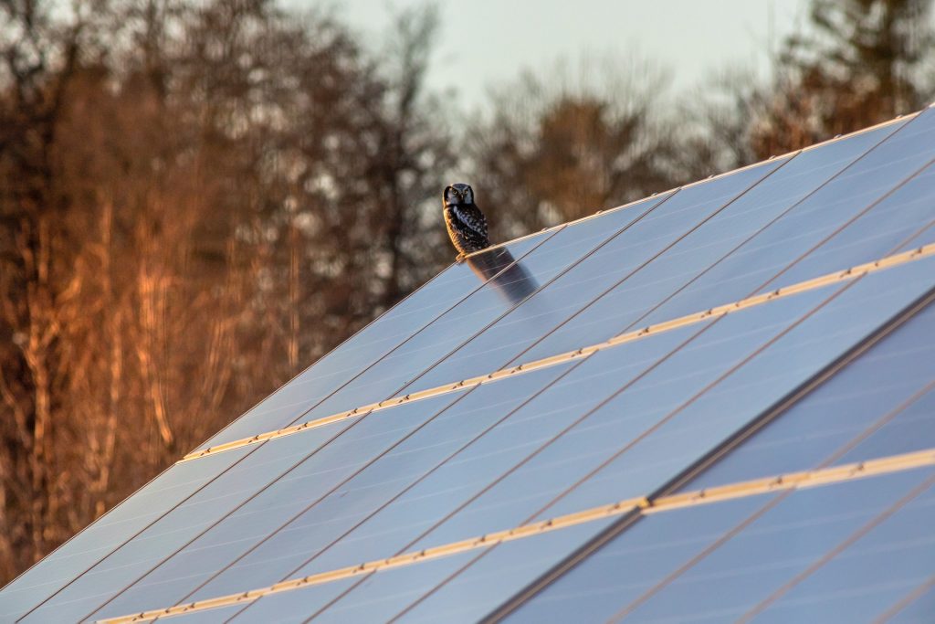 Todo lo que necesitas saber sobre paneles solares y aves
