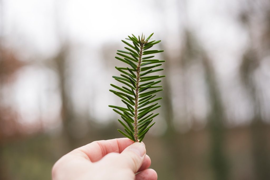 La conciencia medioambiental que ha despertado en la sociedad