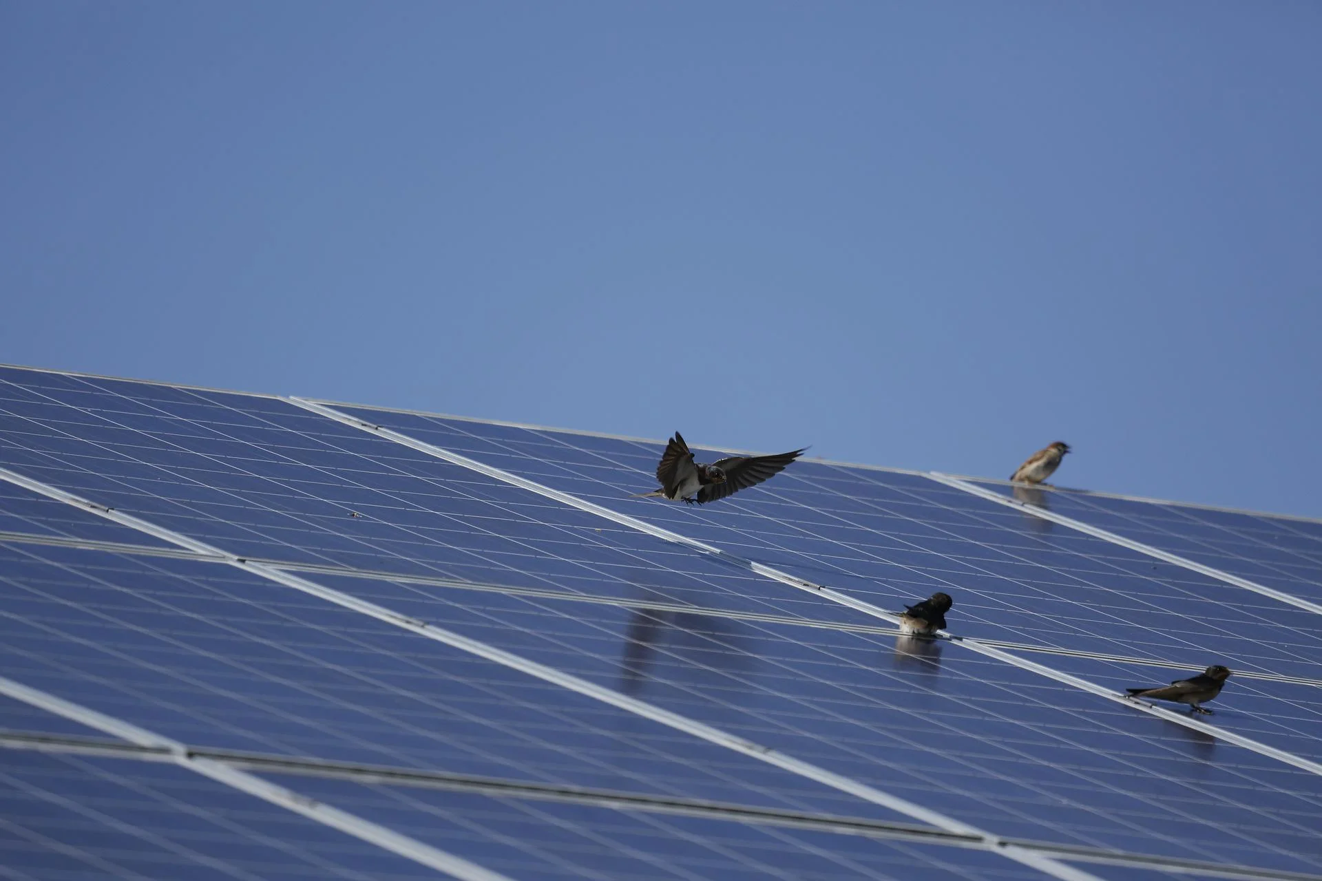 Todo lo que necesitas saber sobre los paneles solares y las aves